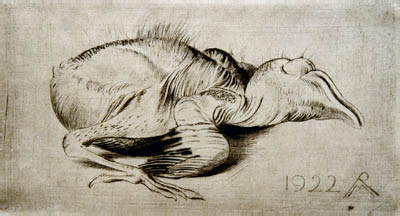 Richard M&uuml;ller (1874-1954),ein aus dem Nest gefallener Vogel, der M&uuml;ller
faszinierte,young bird, fallen from the nest, thanks to M&uuml;ller preserved for posterity