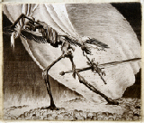 Richard M&uuml;ller Radierung 144